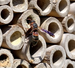 Pachodynerus erynnis