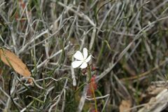 Drosera platypoda
