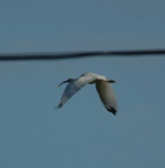 Eudocimus albus