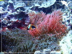 Amphiprion melanopus