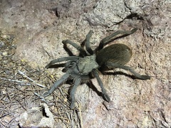 Aphonopelma