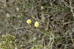 Thelymitra antennifera