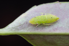 Hespenedra chilensis