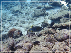 Arothron nigropunctatus