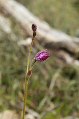 Elythranthera brunonis