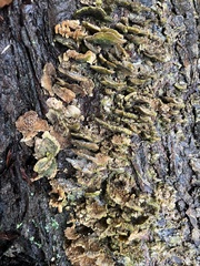 Trichaptum fuscoviolaceum