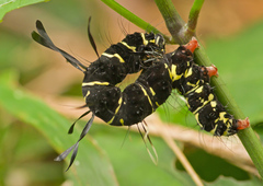 Tinolius eburneigutta