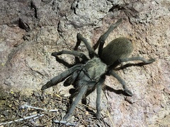 Aphonopelma