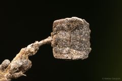 Coenypha edwardsi
