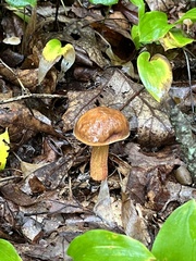Hemileccinum rubropunctum
