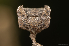 Coenypha edwardsi