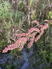 Rumex britannica