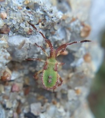 Chariesterus antennator