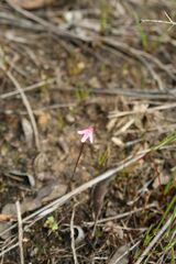 Utricularia tenella
