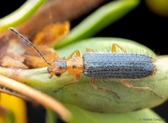 Hylodanacaea marginipennis