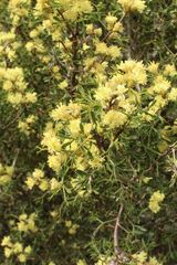 Petrophile squamata