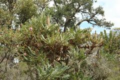 Banksia grandis