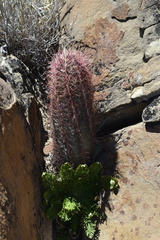 Thelocactus bicolor bicolor