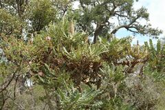 Banksia grandis