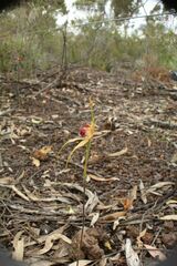 Caladenia pectinata