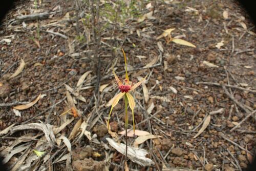 Image of Caladenia pectinata by (c) Em Lamond, some rights reserved (CC BY)