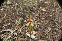 Caladenia pectinata