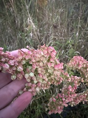 Rumex britannica