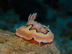 Goniobranchus coi