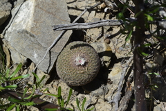 Epithelantha