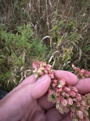 Rumex britannica