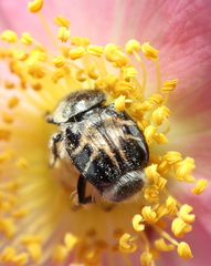 Trichiotinus assimilis