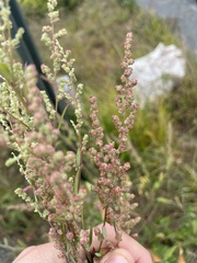 Chenopodium album