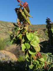 Melianthus pectinatus