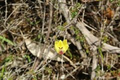 Thelymitra antennifera