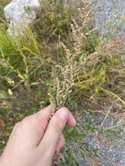 Chenopodium album