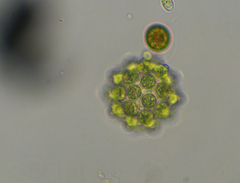 Coelastrum pulchrum
