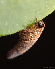 Cryptocephalinae