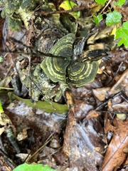 Trametes versicolor