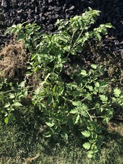Solanum lycopersicum