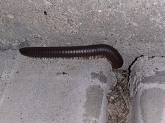 Narceus americanus
