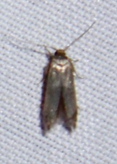 Pigritia