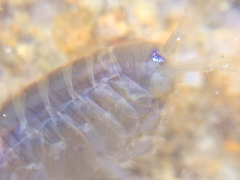 Gammarus lacustris
