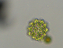 Coelastrum pulchrum