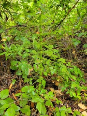 Equisetum telmateia
