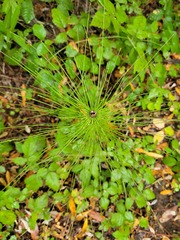 Equisetum telmateia