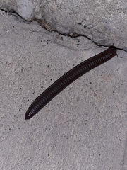 Narceus americanus