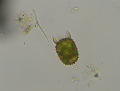 Trachelomonas armata