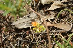 Drosera glanduligera