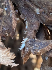 Onychiurinae