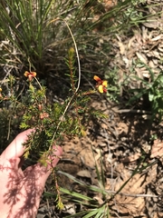 Dillwynia phylicoides